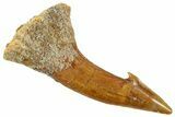 Fossil Sawfish (Onchopristis) Rostral Barb - Morocco #351698-1